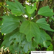 30- Hibiscus boryanus.jpg