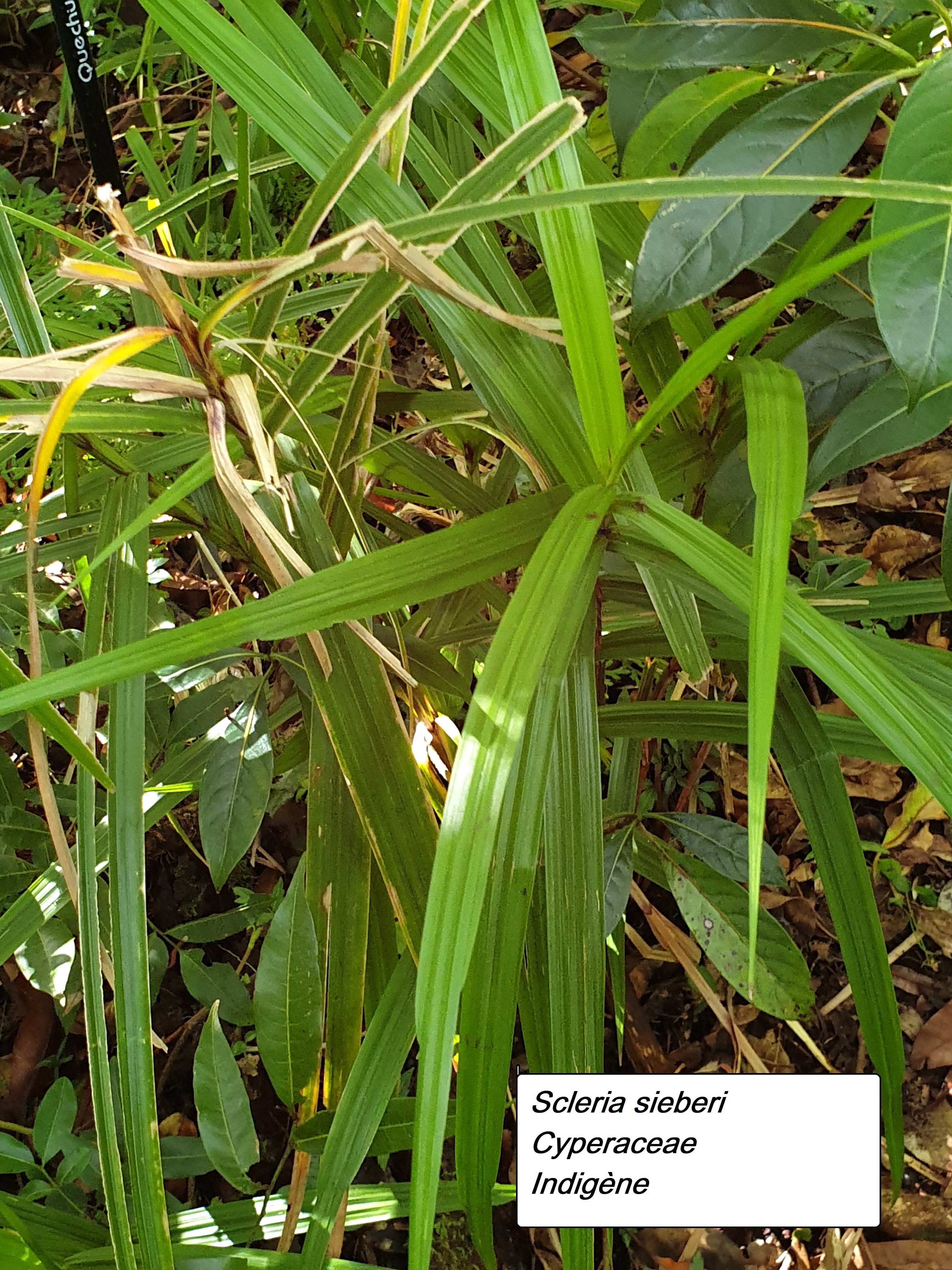 38- Scleria sieberi.jpg