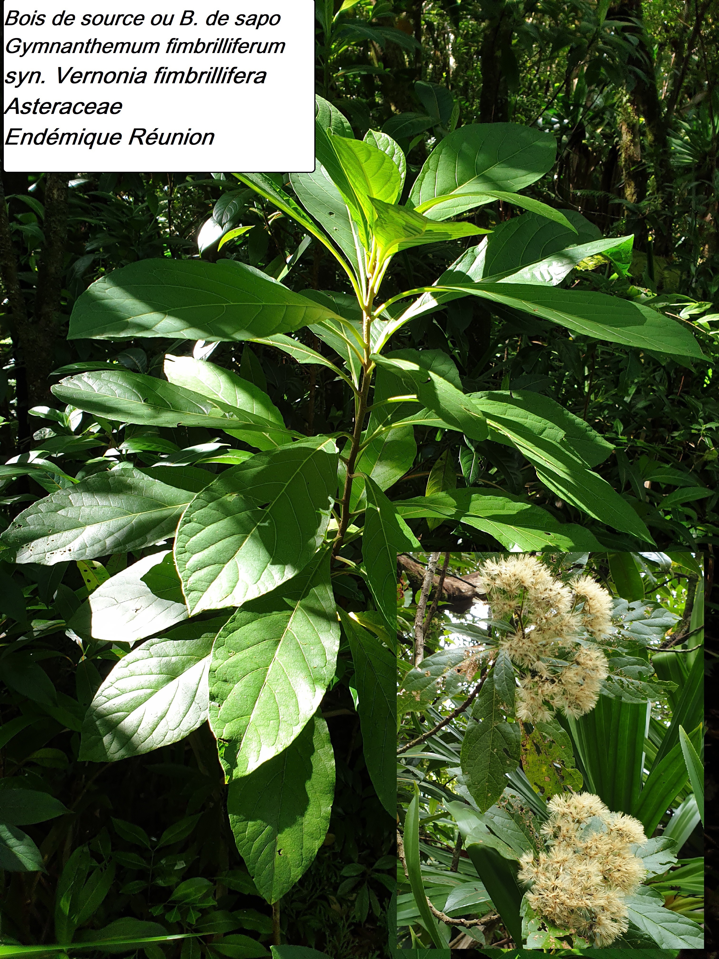 48- Vernonia fimbrillifera.jpg