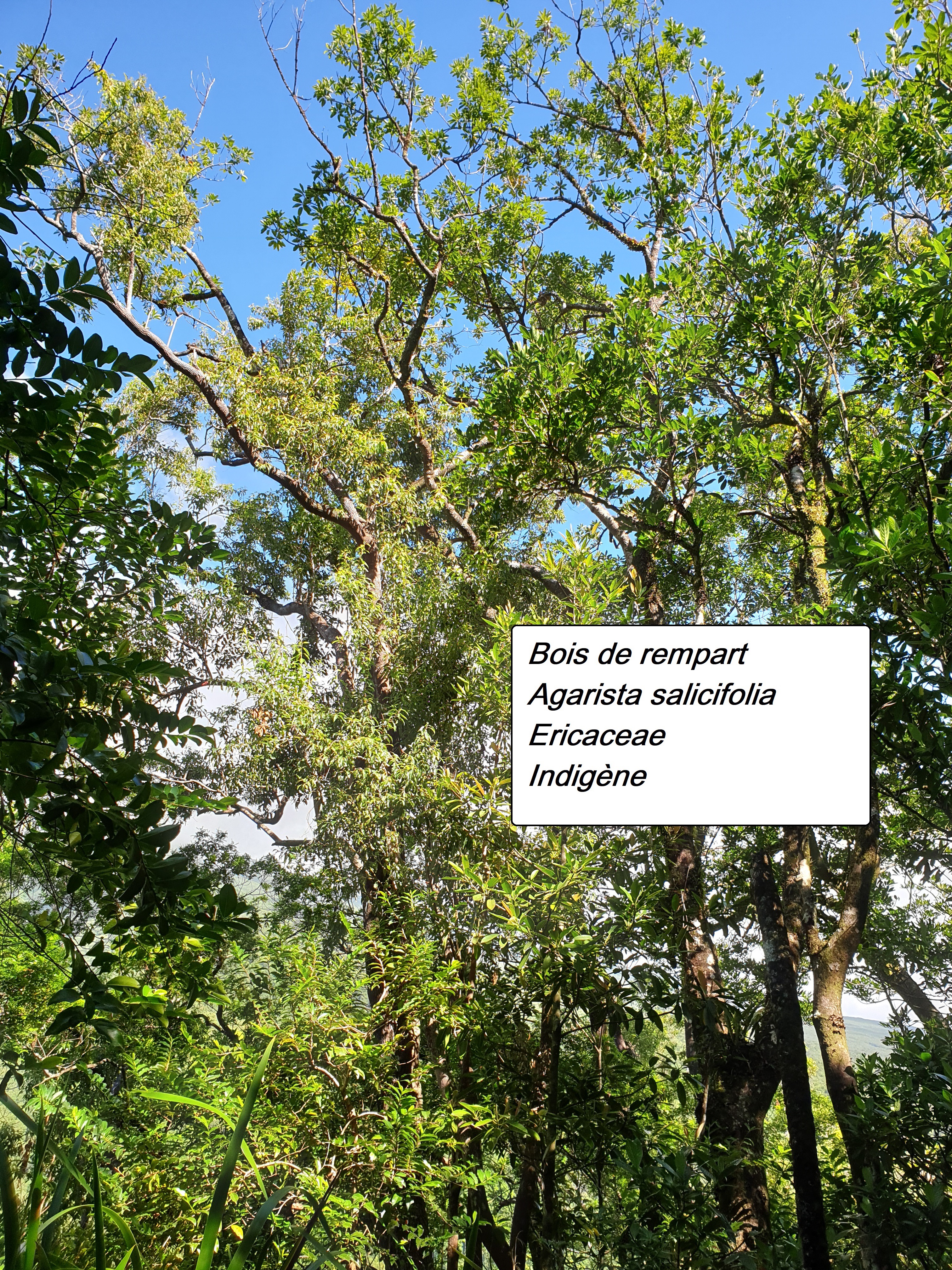 49- Bois de rempart.jpg