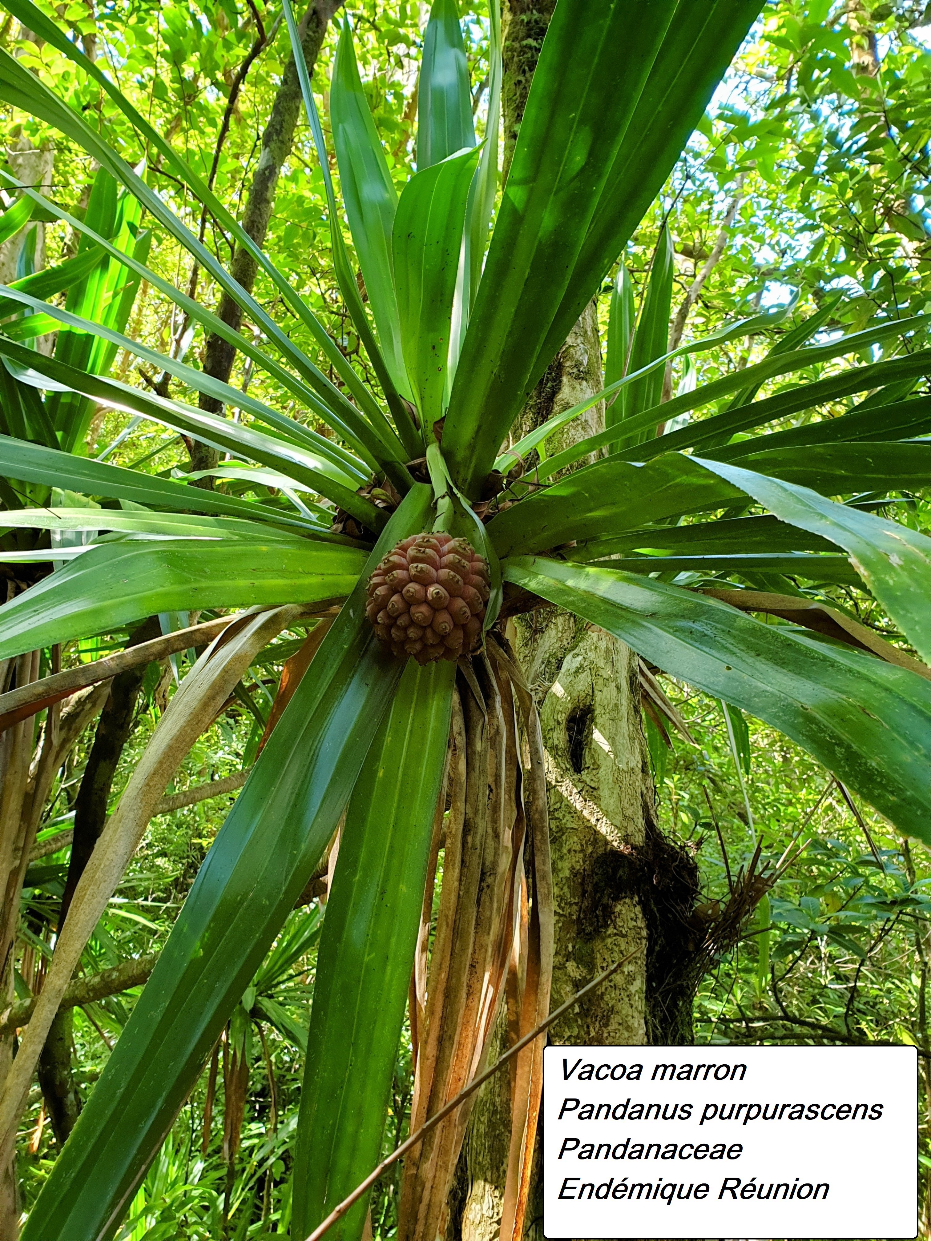 51- Pandanus purpurascens (2).jpg