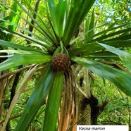 51- Pandanus purpurascens (2).jpg