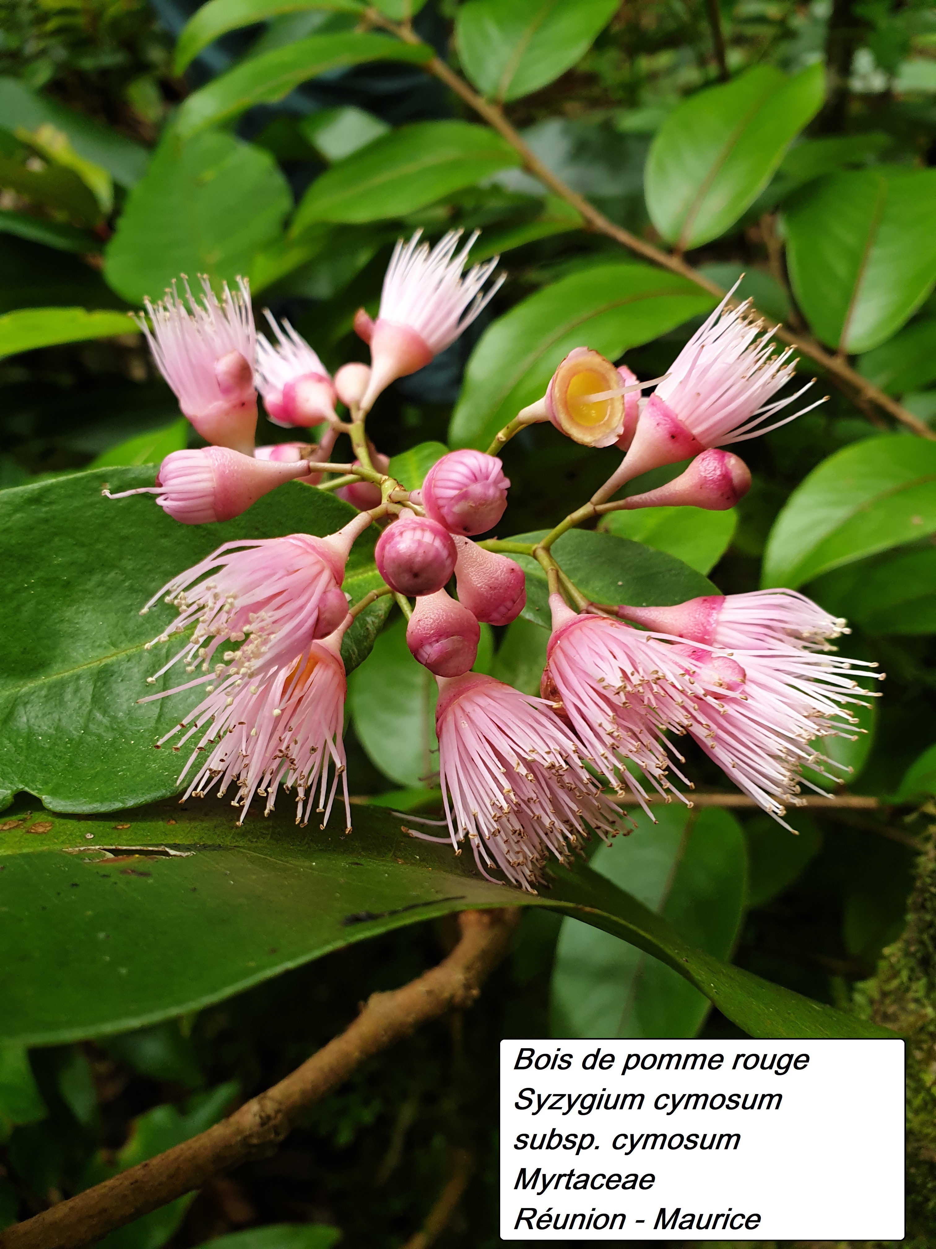 56- Bois de pomme rouge (2).jpg