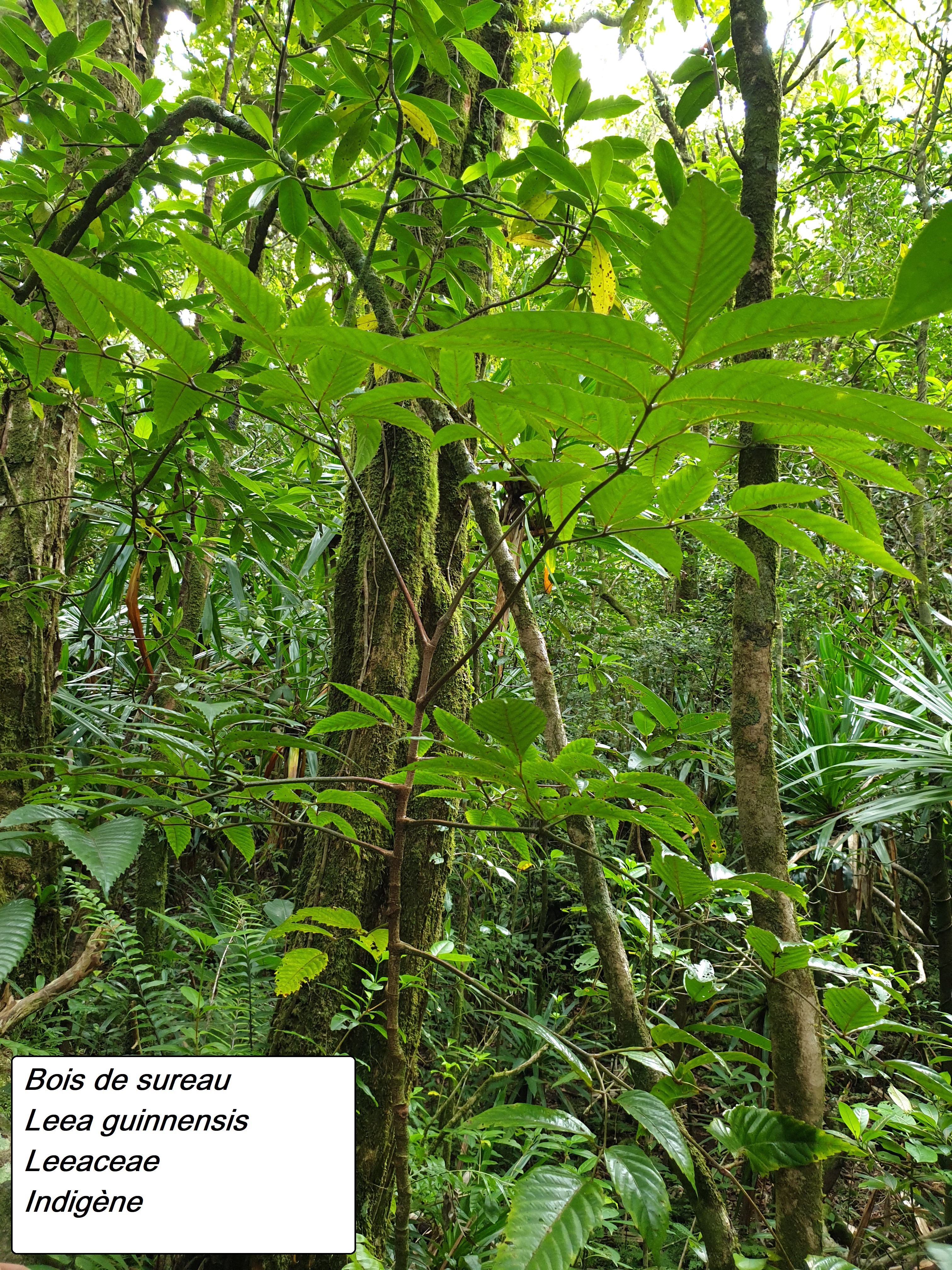 63- Bois de sureau.jpg