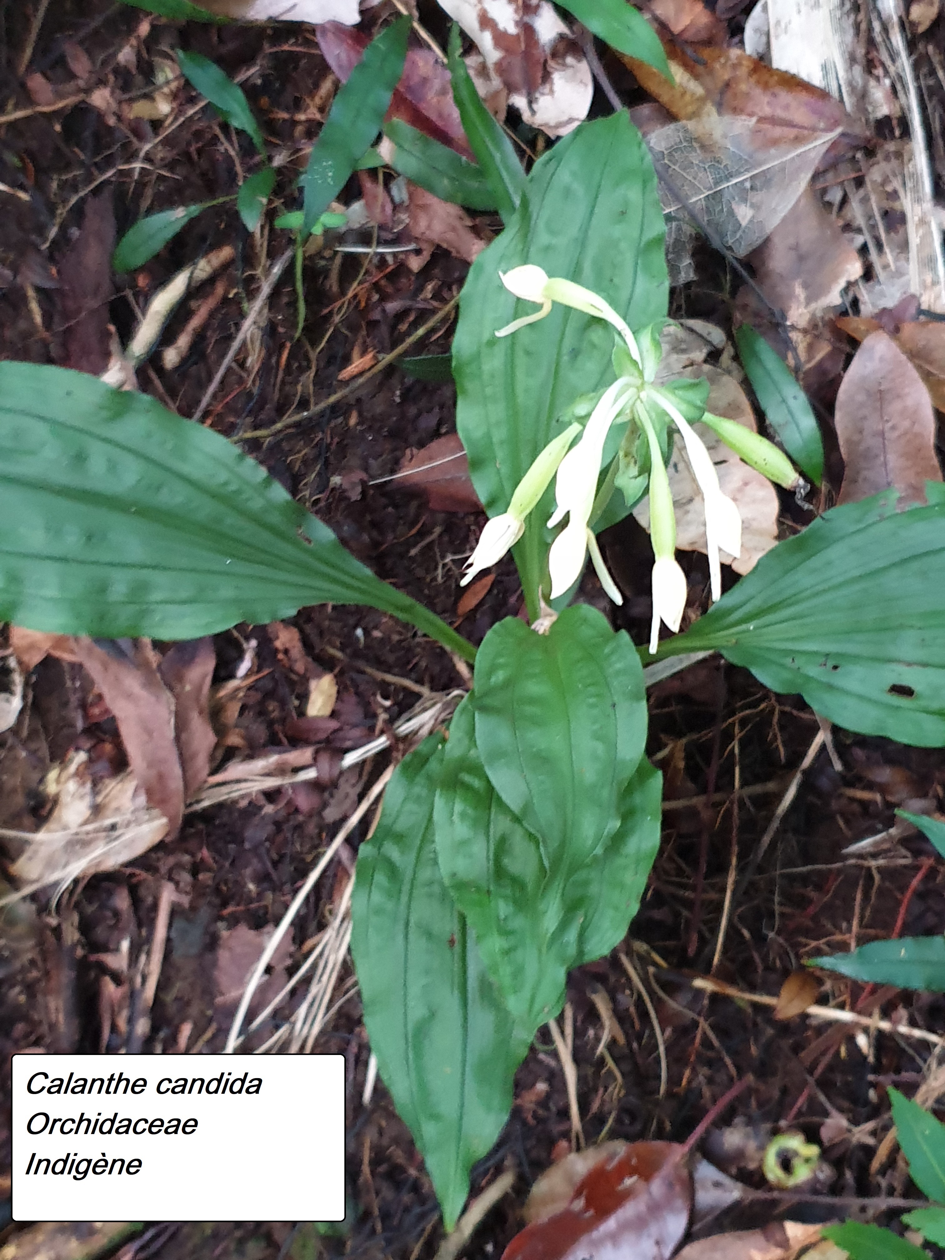 66- Calanthe candida.jpg