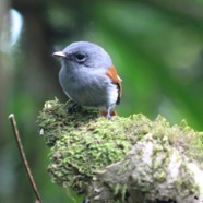 94- Oiseau la Vierge femelle.JPG