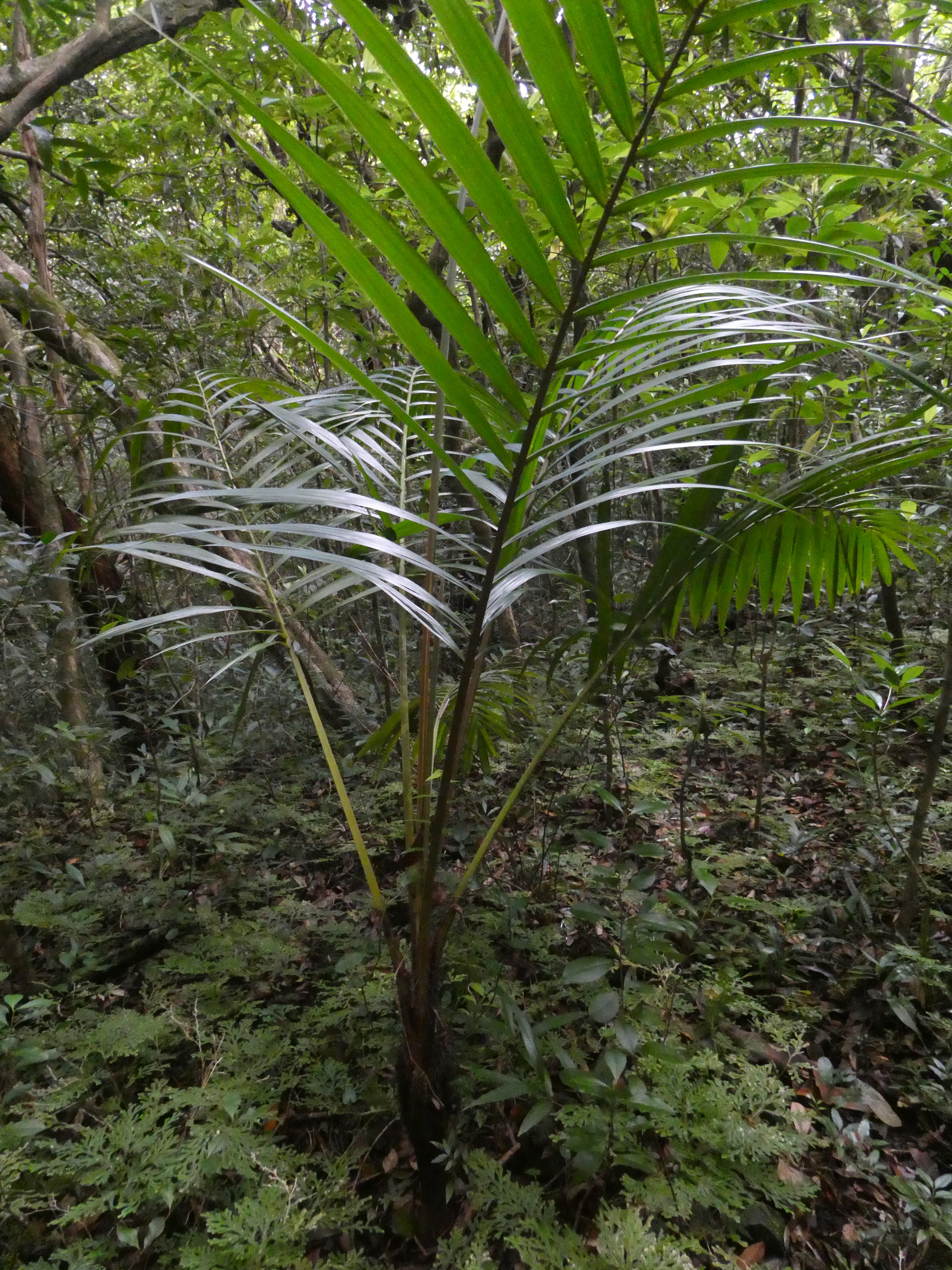 Acanthophoenix rubra.JPG