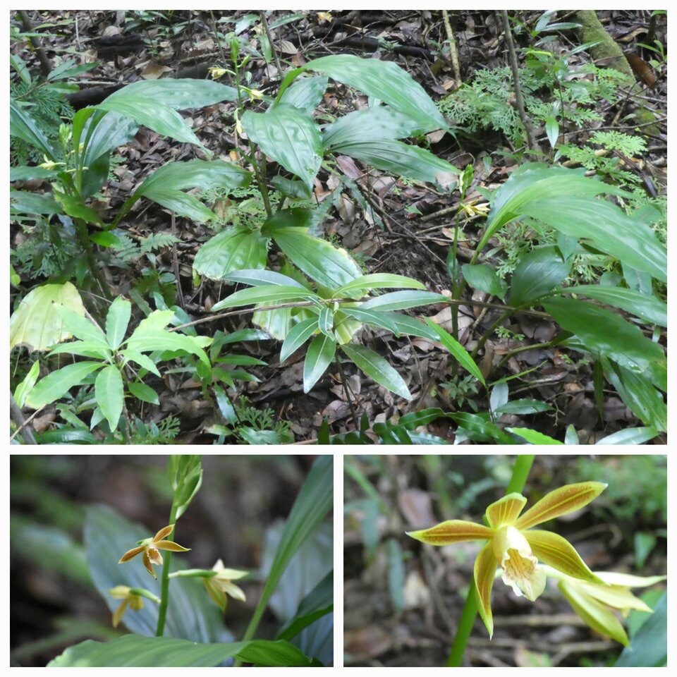 Phaius tetragonus - EPIDENDROIDEAE - Indigene Reunion - 20230510_120309.jpg