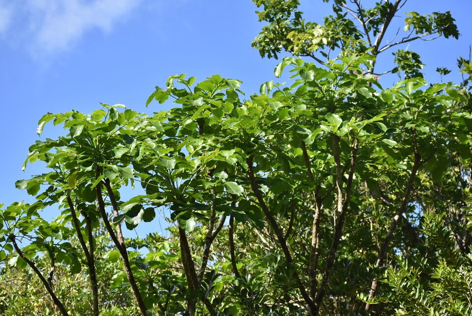 Polyscias repanda - Bois de papaye - ARALIACEAE - Endemique Reunion - MB3_2110.jpg