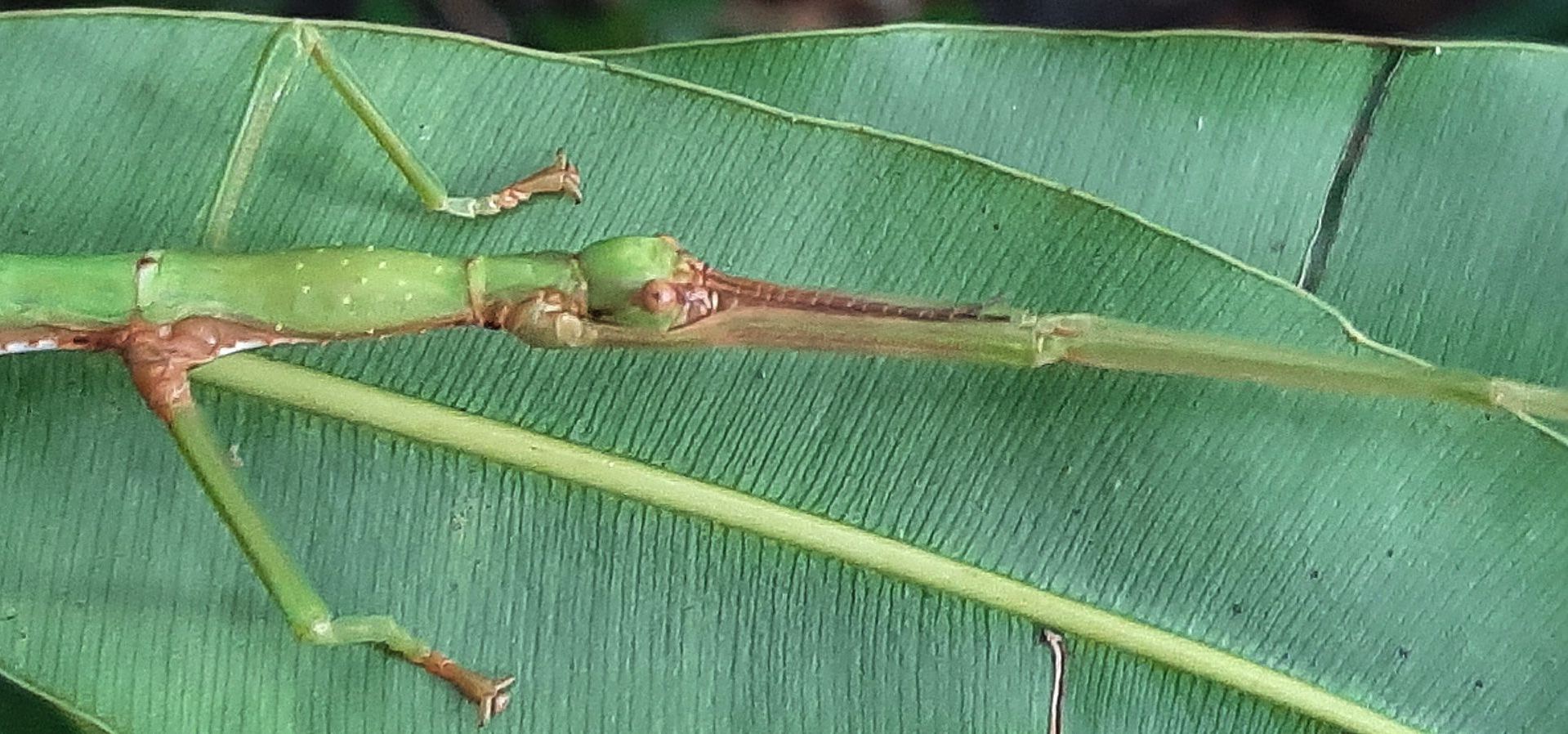 Monandroptera sp. jeune femelle indigène-Nicolas Cliquennois (2).jpg