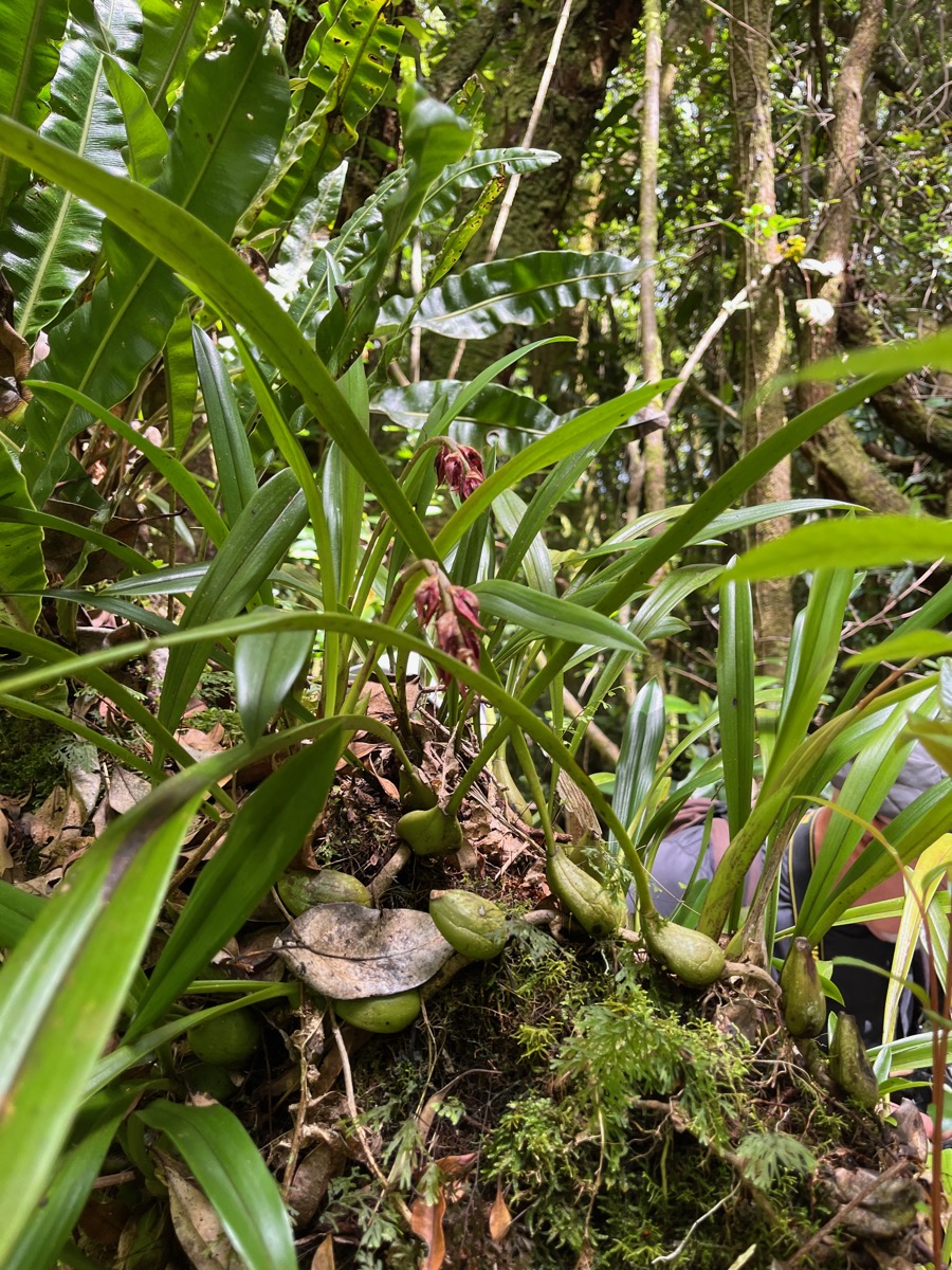 5. ??? Bulbophyllum variegatum Thouars.jpeg