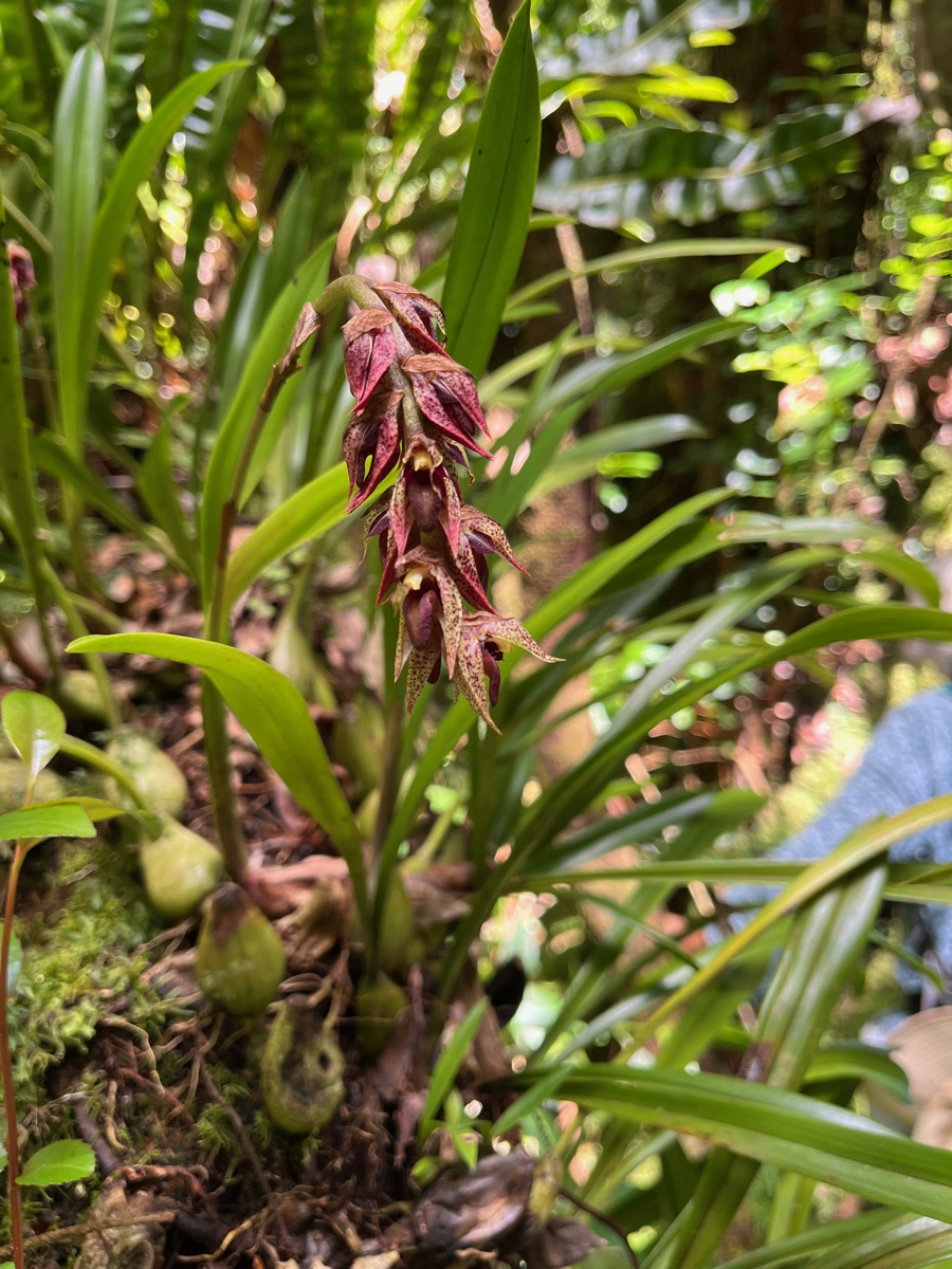 6. ??? Bulbophyllum variegatum Thouars IMG_8602.JPG.jpeg