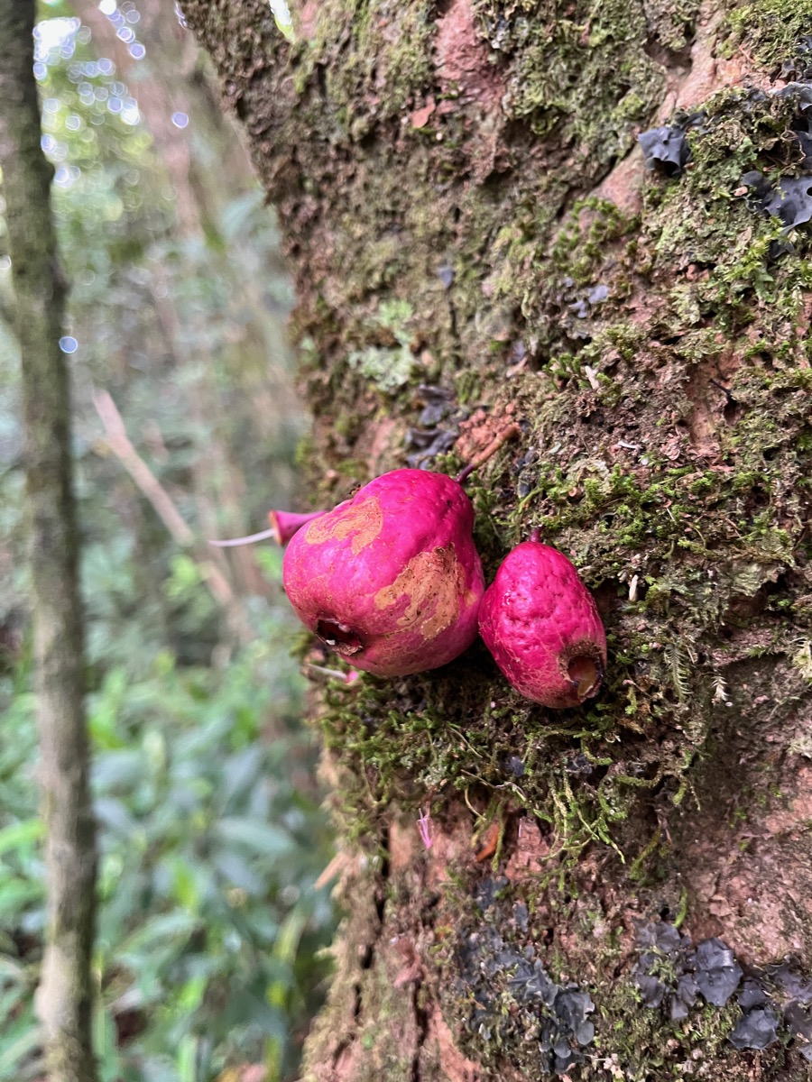 7.  Fruits du Syzygium cymosum - Bois de pomme rouge - Myrtacée - B.jpeg