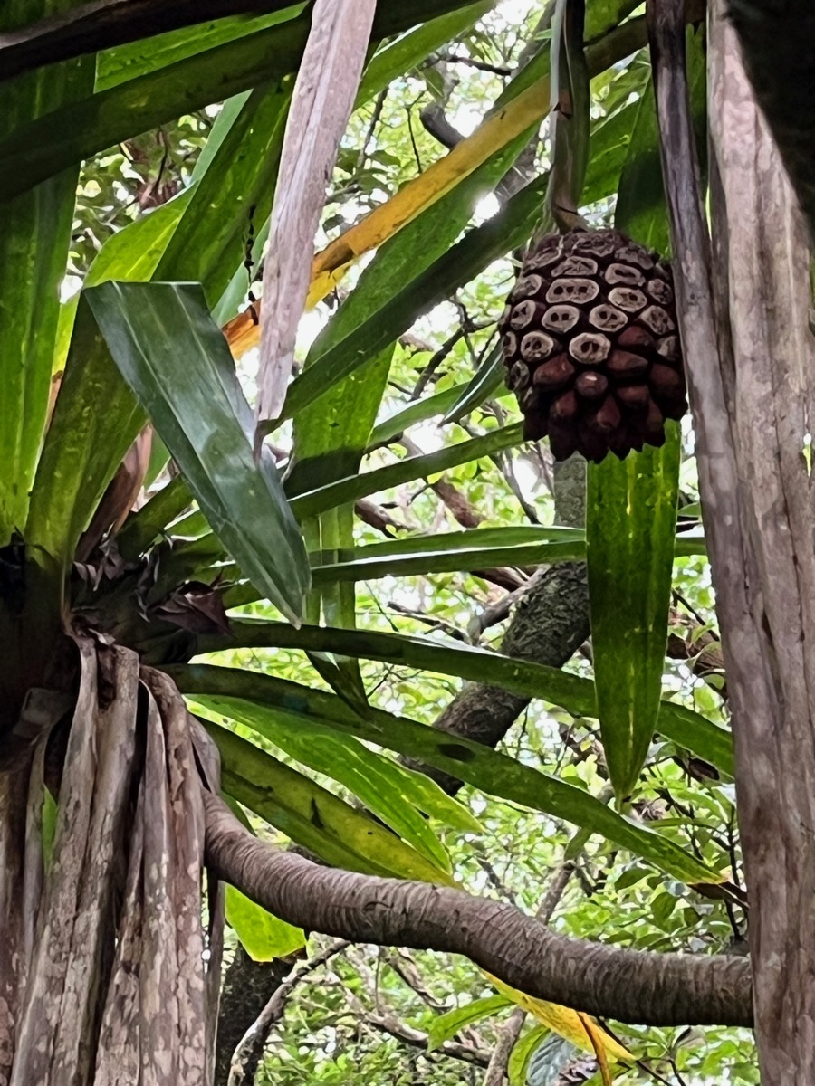 9. Rongé par les rats, fruit du Pandanus purpurascens - Vacoa des hauts - Pandanaceae - Mascar. (B).jpeg