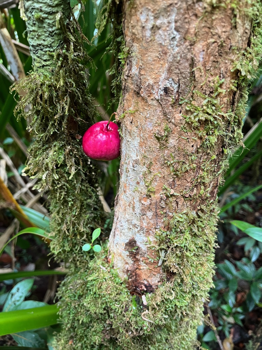 18. Fruits du Syzygium cymosum - Bois de pomme rouge - Myrtacée - B  IMG_8630.JPG.jpeg