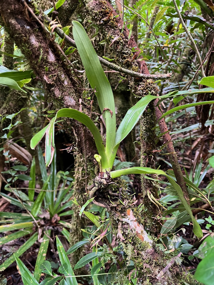 20. ??? Angraecum striatum - Ø - Orchidaceae IMG_8632.JPG.jpeg