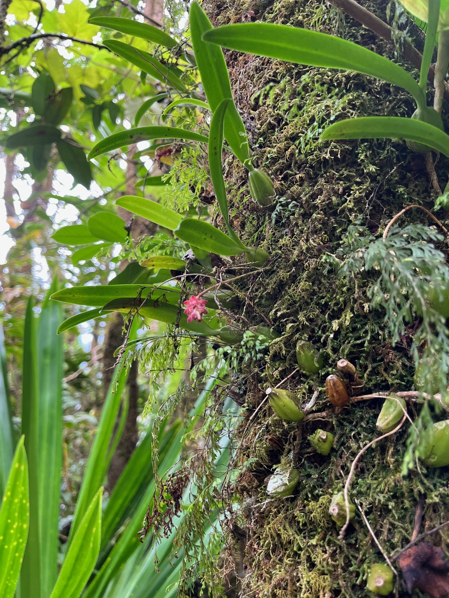 21. ??? Bulbophyllum variegatum Thouars IMG_8633.JPG.jpeg