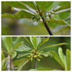 Antirhea_borbonica-Bois_d_osto-RUBIACEAE-Endemique_Reunion_Maurice_Madagascar-20231018_142534.jpg