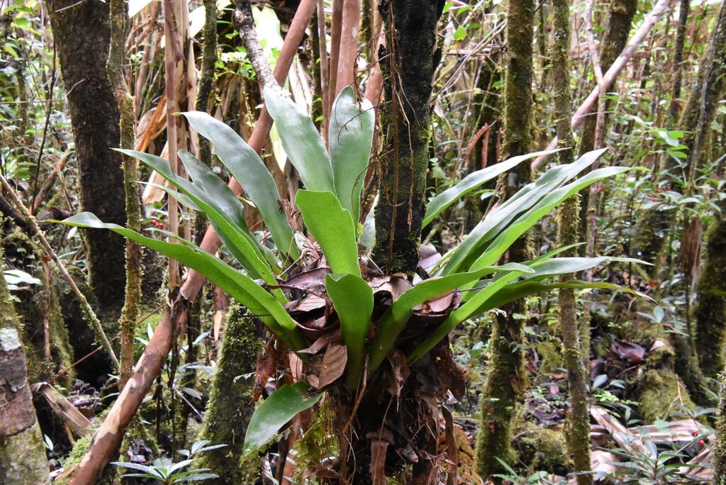 Antrophyum_boryanum_Fougere_langue_de_boeuf-PTERIDACEAE-Indigene_Reunion-MB3_4171.jpg