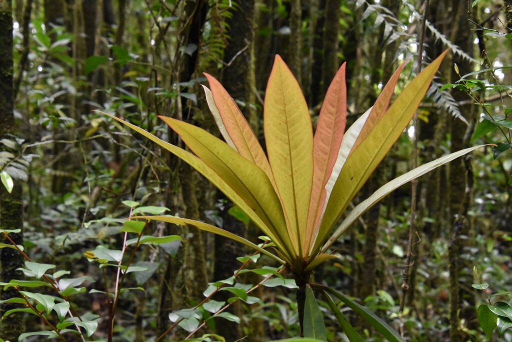 Badula_borbonica-Joli-Bois_de_savon-PRIMULACEAE-Endemique_Reunion-MB3_4147.jpg