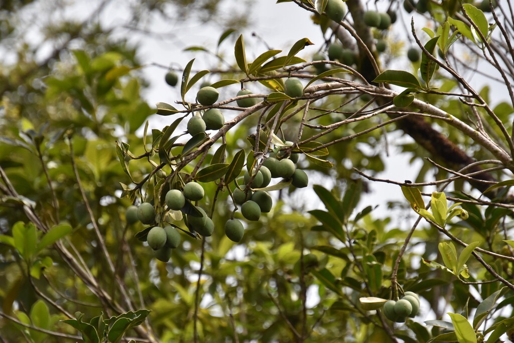 Calophyllum_tacamahaca-Fruits_Takamaka-CLUSIACEAE-Endemique_Reunion_Maurice-MB3_4072.jpg