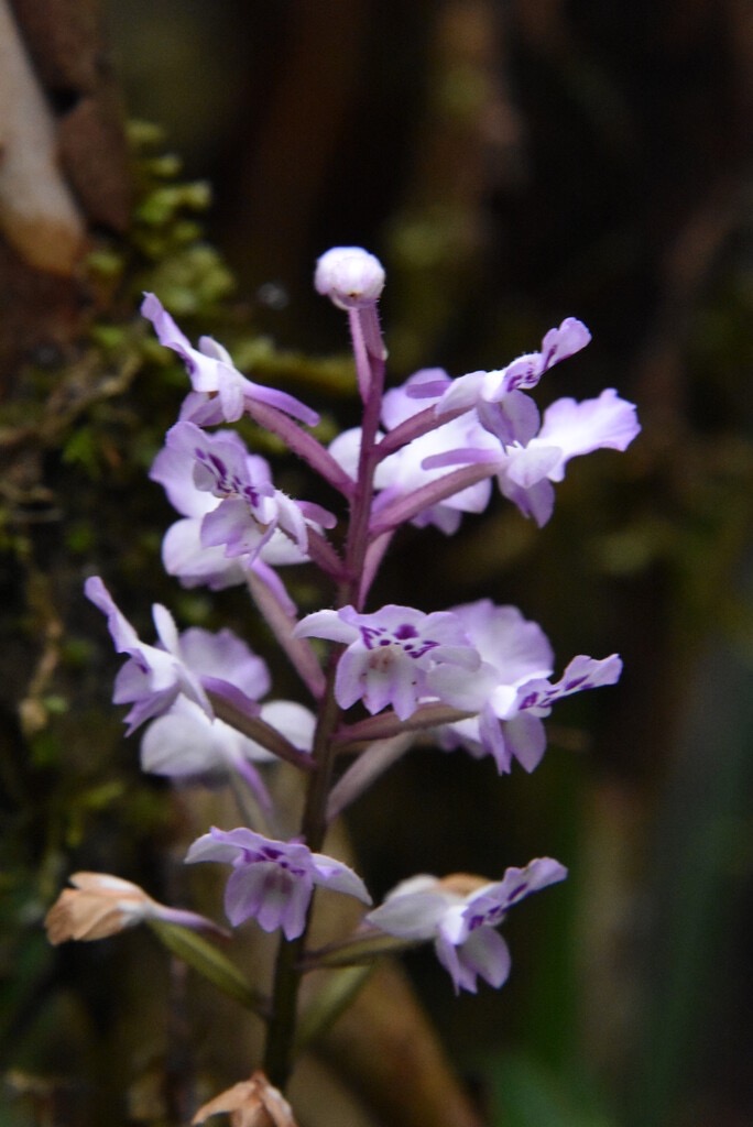 Cinorkys_squamosa-ORCHIDOIDEAE-Indigene_Reunion-MB3_4170.jpg