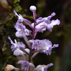 Cinorkys_squamosa-ORCHIDOIDEAE-Indigene_Reunion-MB3_4170.jpg