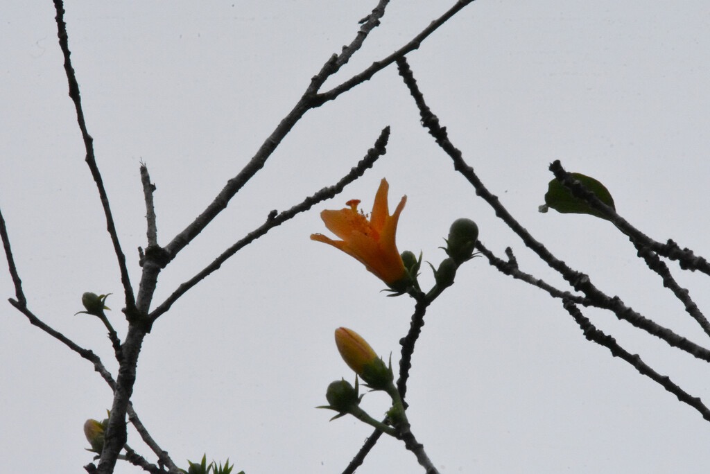 Hibiscus_boryanus-Foulsapate_marron-MALVACEAE-Endemique_Reunion_Maurice-MB3_4190.jpg