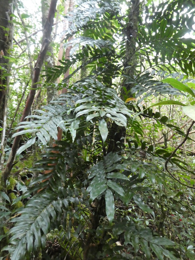 Lomariopsis_pollicina-LOMARIOPSIDACEAE-Endemique_Region_malgache-P1070392.jpg