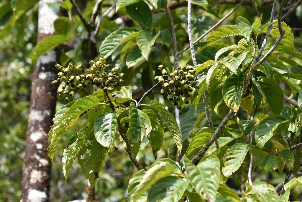 Mussaenda_landia-Fruits_Quiquina_pays-RUBIACEAE-Endemique_Reunion_Maurice-MB3_4076.jpg