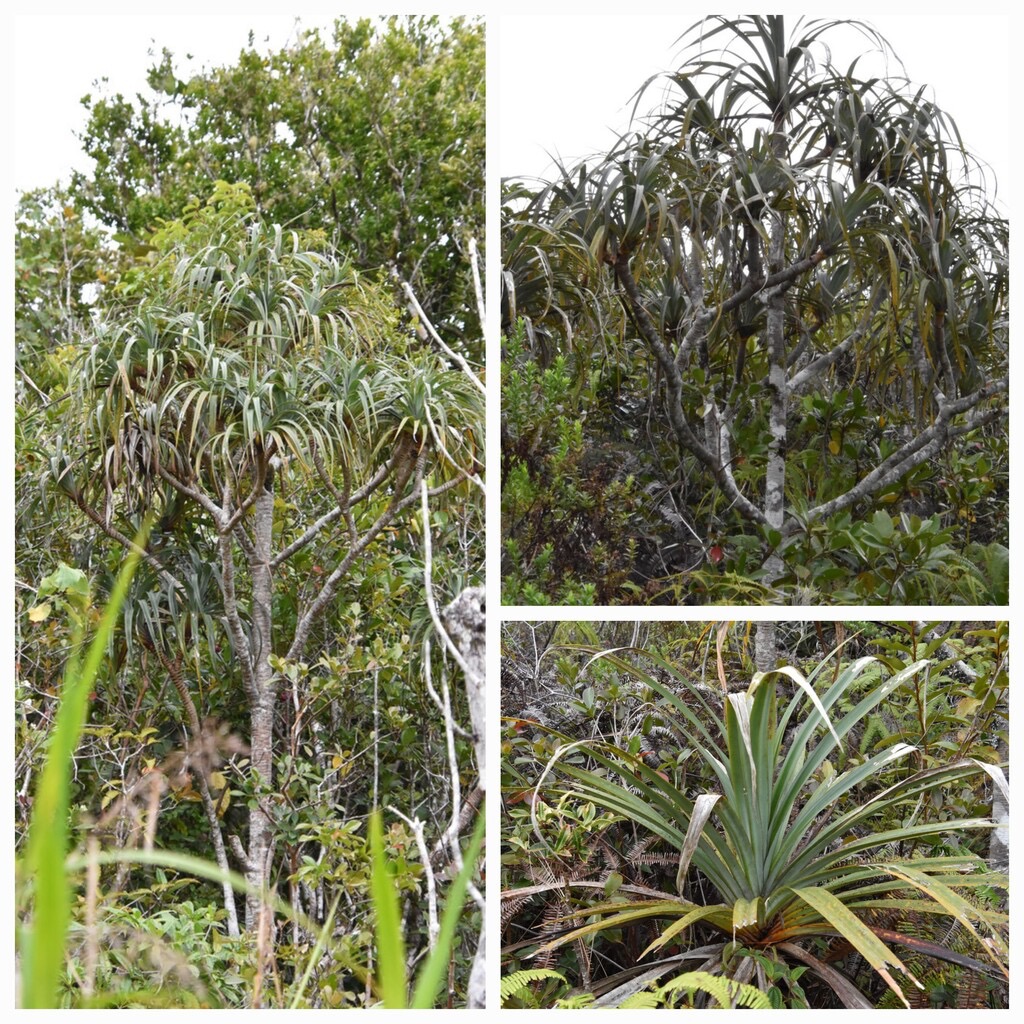 Pandanus_montanus_Pimpin_des_Hauts-PANDANACEAE-Endemique_Reunion-20231018_143737.jpg