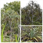 Pandanus_montanus_Pimpin_des_Hauts-PANDANACEAE-Endemique_Reunion-20231018_143737.jpg