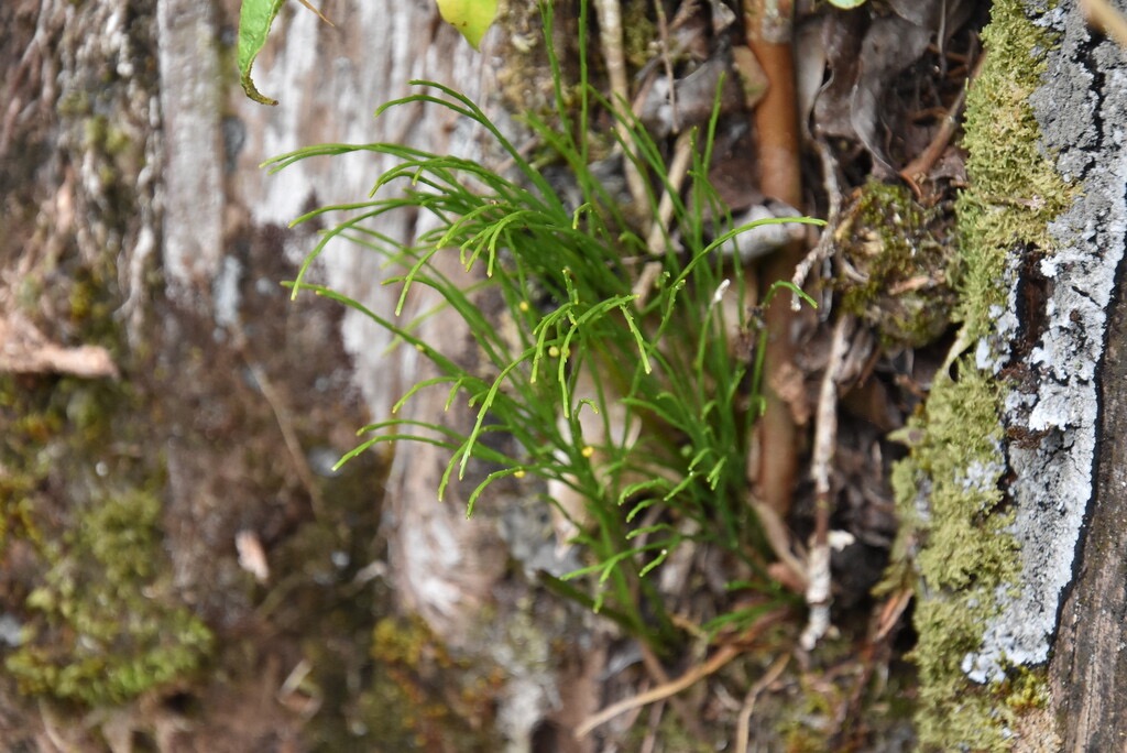 Psilotum_nudum_Fougere_Filao-PSILOTACEAE-Indigene_Reunion-MB3_4084.jpg