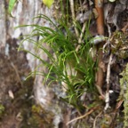 Psilotum_nudum_Fougere_Filao-PSILOTACEAE-Indigene_Reunion-MB3_4084.jpg