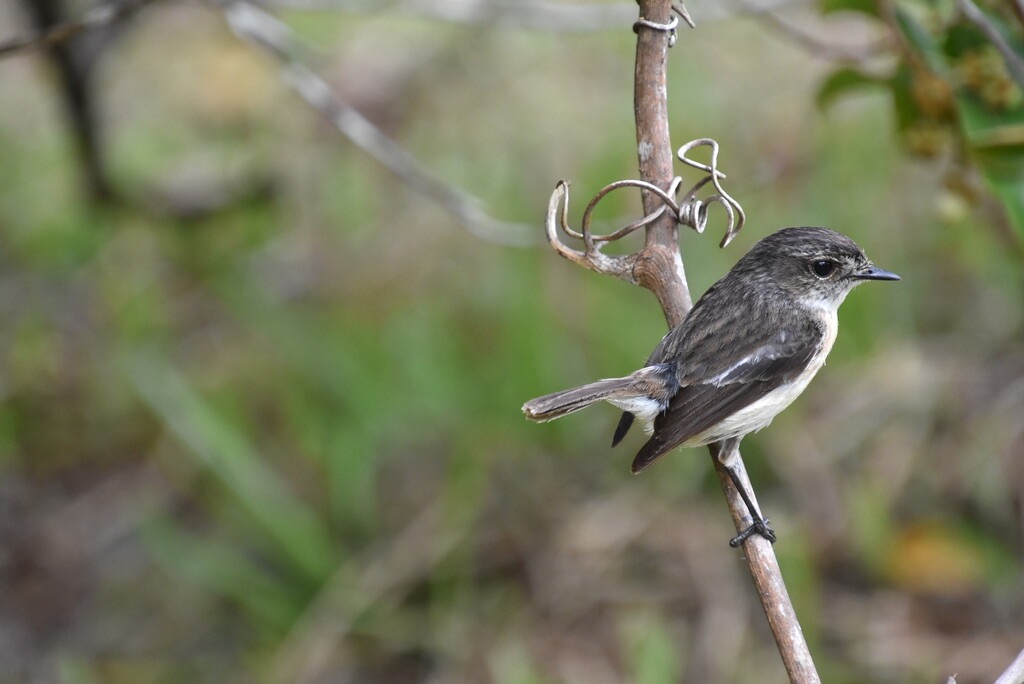 Saxicola_tectes-Femelle_Tectec-MUSCICAPIDAE-Endemique_Reunion-MB3_4086.jpg