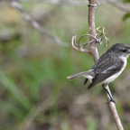 Saxicola_tectes-Femelle_Tectec-MUSCICAPIDAE-Endemique_Reunion-MB3_4086.jpg