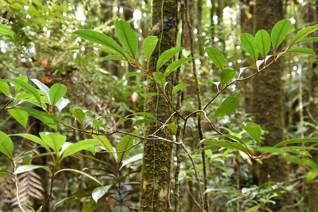 Tambourissa_elliptica-Jeune_Bois_de_tambour-MONIMIACEAE-Endemique_Reunion--MB3_4144.jpg