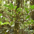 Tambourissa_elliptica-Jeune_Bois_de_tambour-MONIMIACEAE-Endemique_Reunion--MB3_4144.jpg