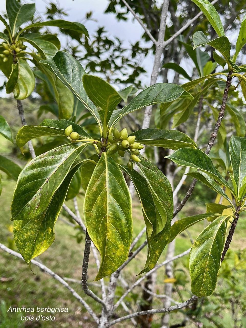 Antirhea borbonica  Bois  d’osto rubiaceae.endémique Réunion Maurice Madagascar.jpeg