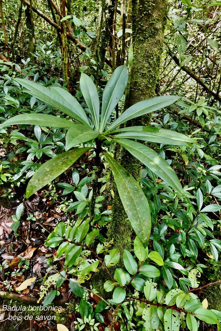 Badula borbonica.bois de savon.primulaceae.endémique Réunion..jpeg