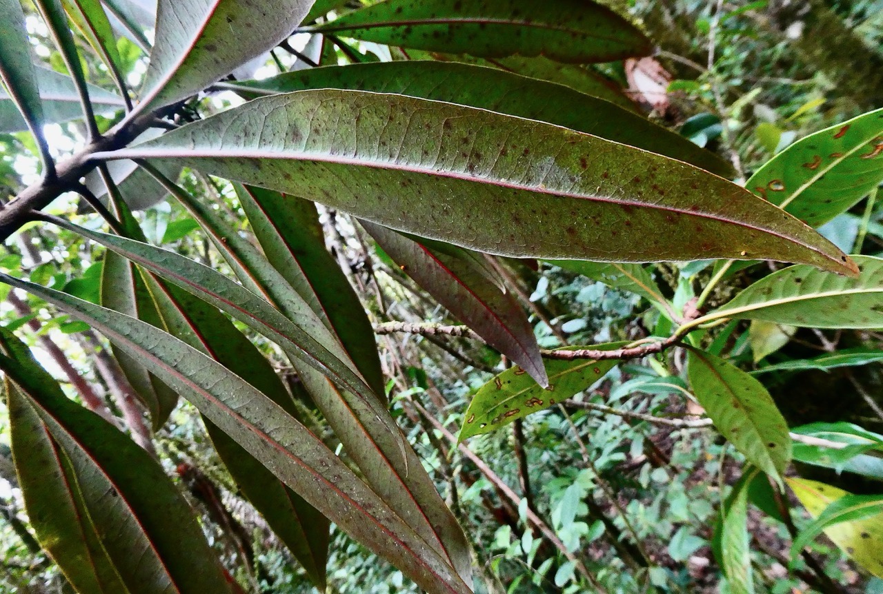 Badula sp. ( nitida ?? ) primulaceae.….jpeg