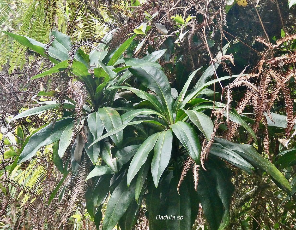 Badula sp.primulaceae. (1).jpeg