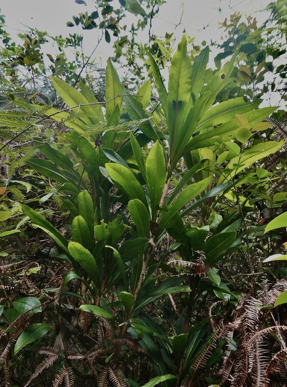 Badula sp.primulaceae. (2).jpeg