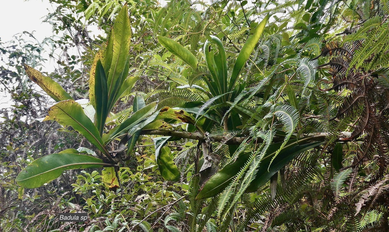 Badula sp.primulaceae..jpeg