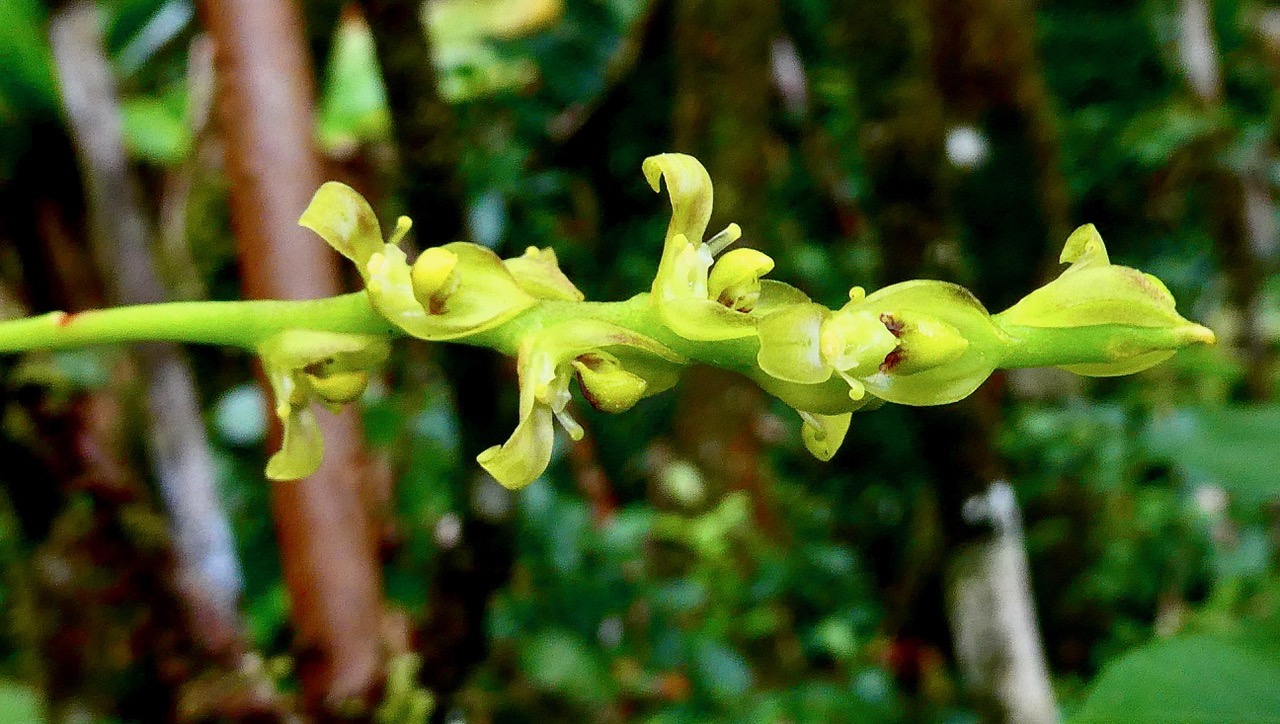 Bulbophyllum cordemoyi flore des Mascareignes ( Bulbophyllum prismaticum non Thouars ).hampe florale orchidaceae..jpeg