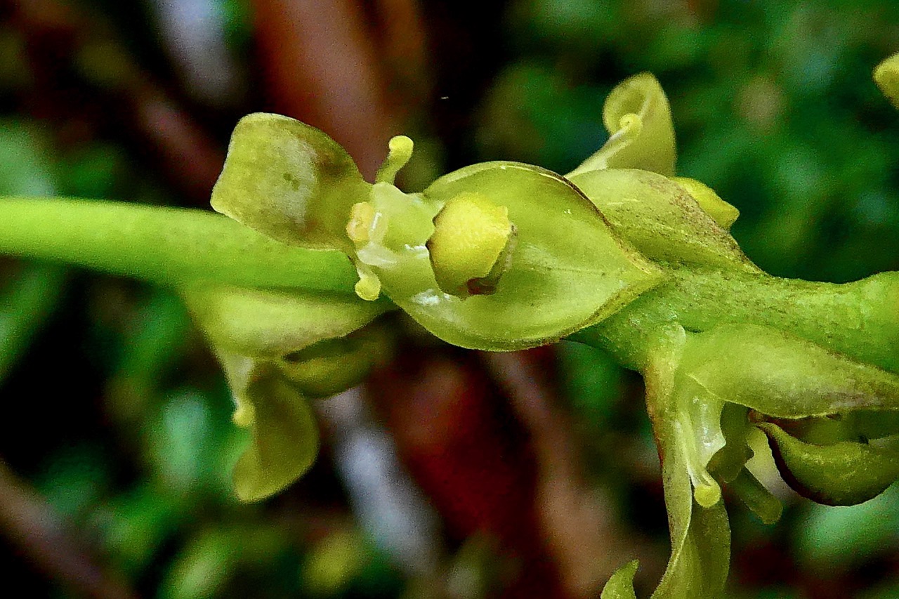 Bulbophyllum cordemoyi flore des Mascareignes ( Bulbophyllum prismaticum non Thouars )orchidaceae ..jpeg