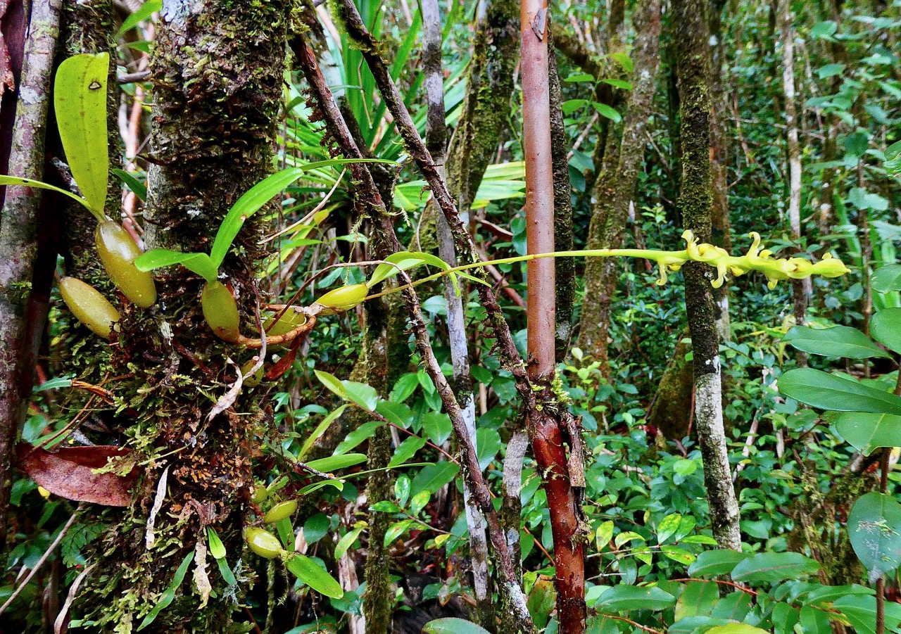 Bulbophyllum cordemoyi flore des Mascareignes ( Bulbophyllum prismaticum non Thouars )orchidaceae.jpeg