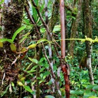 Bulbophyllum cordemoyi flore des Mascareignes ( Bulbophyllum prismaticum non Thouars )orchidaceae.jpeg