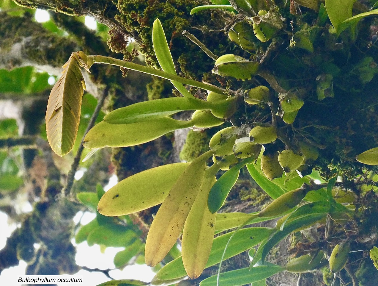 Bulbophyllum occultum Thouars.orchidaceae.endémique Madagascar.Comores.Mascareignes. (1).jpeg