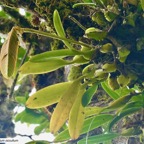 Bulbophyllum occultum Thouars.orchidaceae.endémique Madagascar.Comores.Mascareignes. (1).jpeg